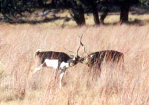 Blackbuck antelope fighting