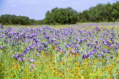 Texas bluebells
