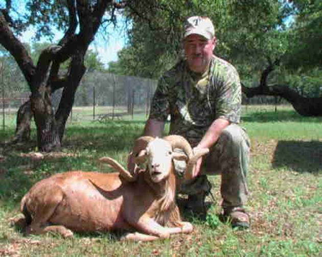 corsican ram