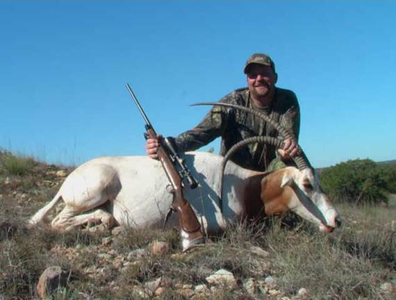 scimitar-horned oryx