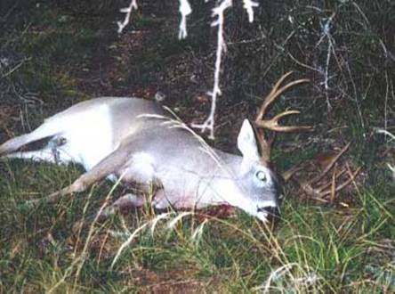 13 point trophy white-tailed buck
